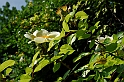 Fiori, Piante, natura_15